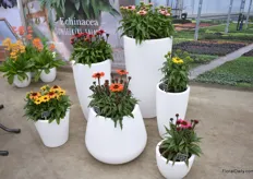 The Echinacea Sunseekers series from All Plant are available in 6 different colours.